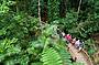 Rainforest boardwalk