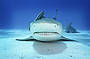 Reef sharks 