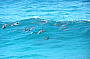 Jumping Dolphins