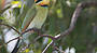 Rainbow Bee Eater