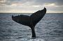 Whale Tail