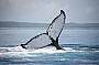 Beautiful Whale Tail